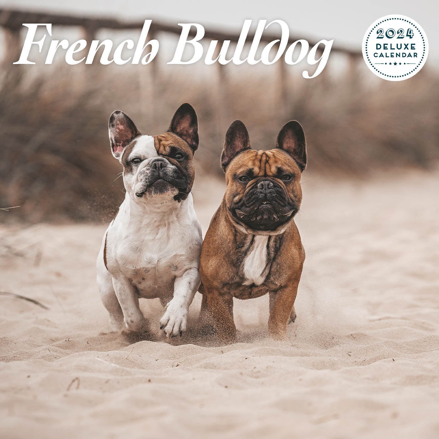 French Bulldog Deluxe Calendar 2024