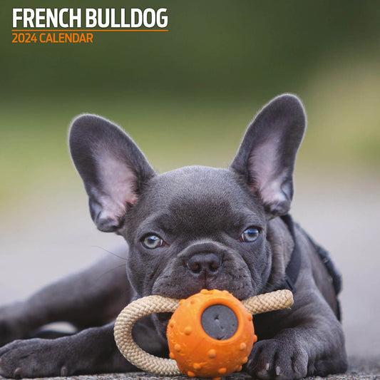French Bulldog Traditional Calendar 2024