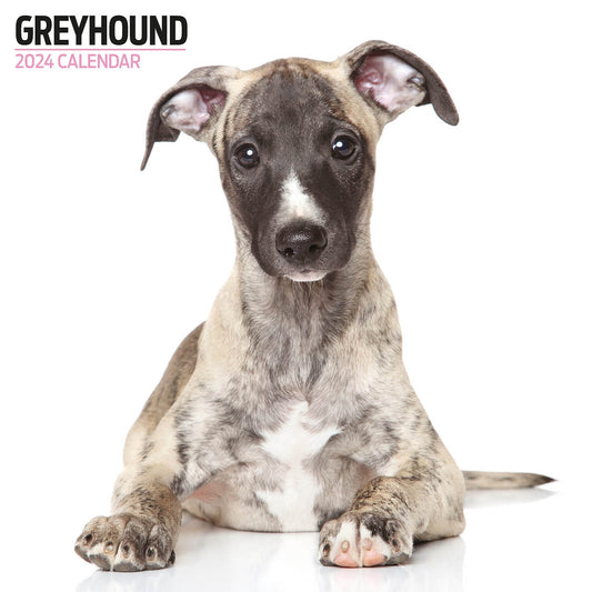 Greyhound Modern Calendar 2024