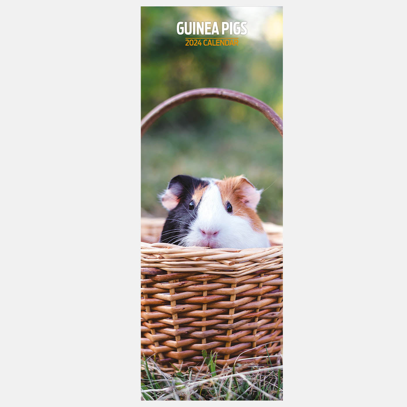 Guinea Pig Slim Calendar 2024
