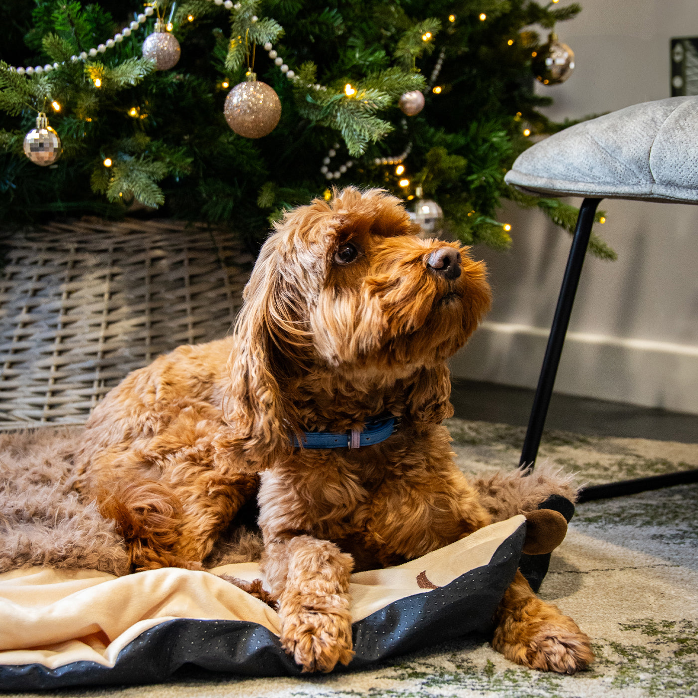 Hedgehog Snuffle & Burrow Blanket
