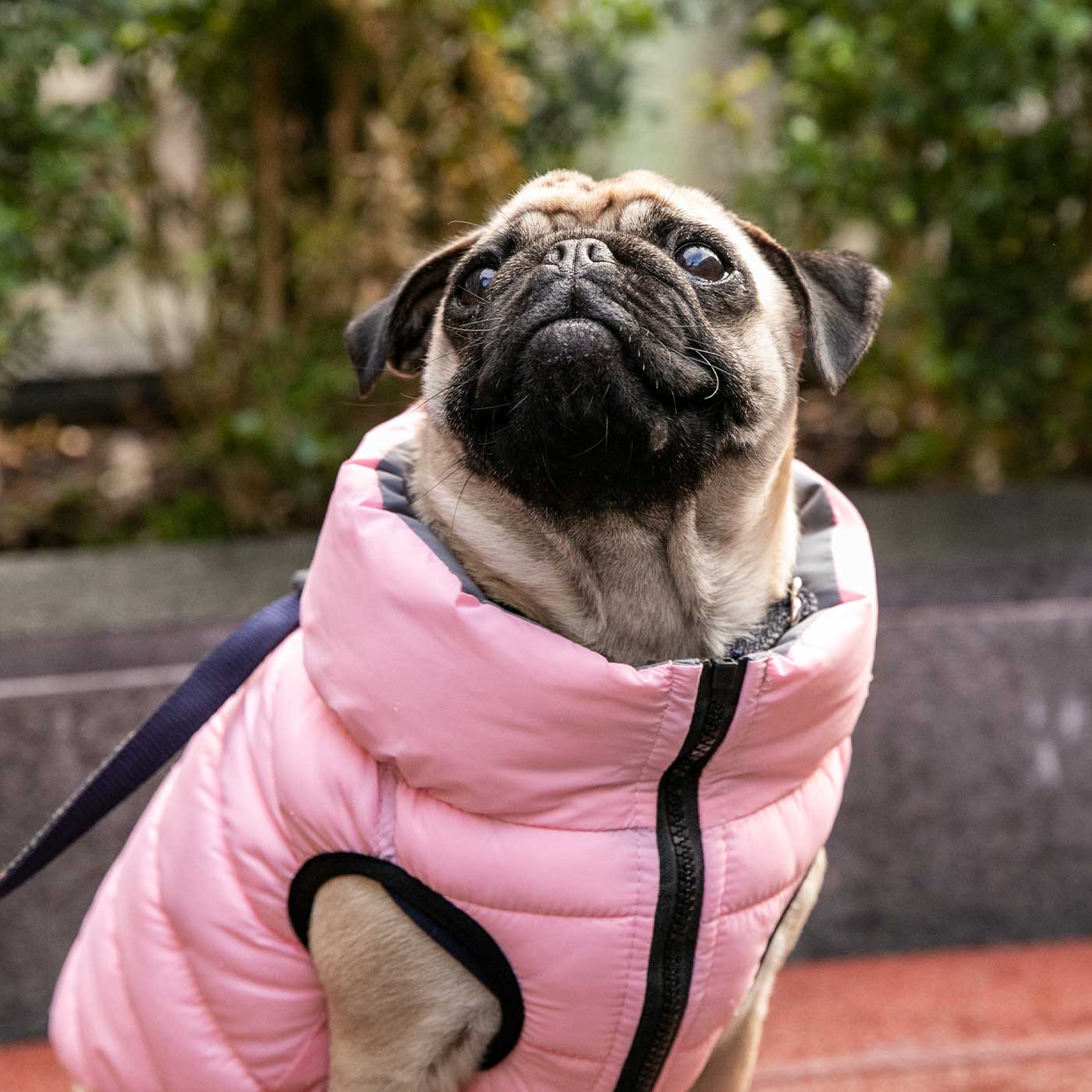 Puffer Jacket Hugo & Hudson Dog Clothing Lords and Labradors