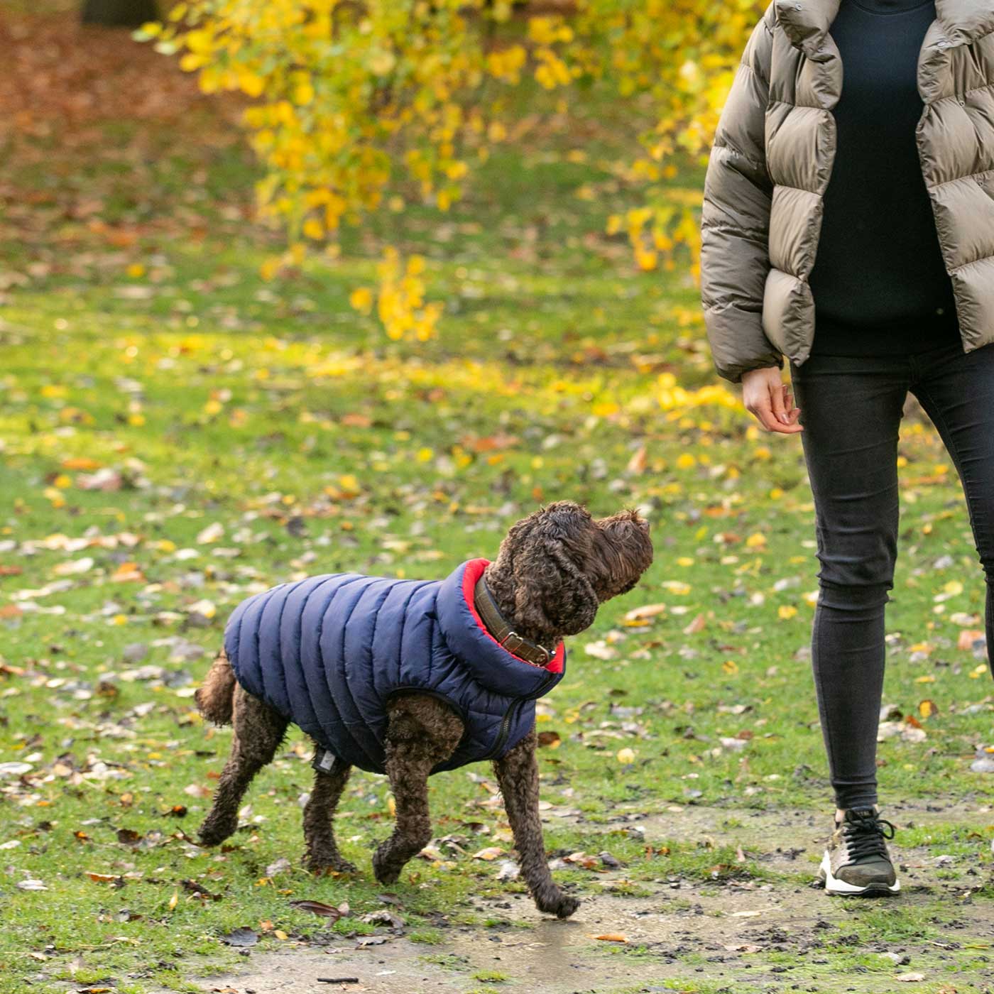 Puffer Jacket Hugo & Hudson Dog Clothing Lords and Labradors