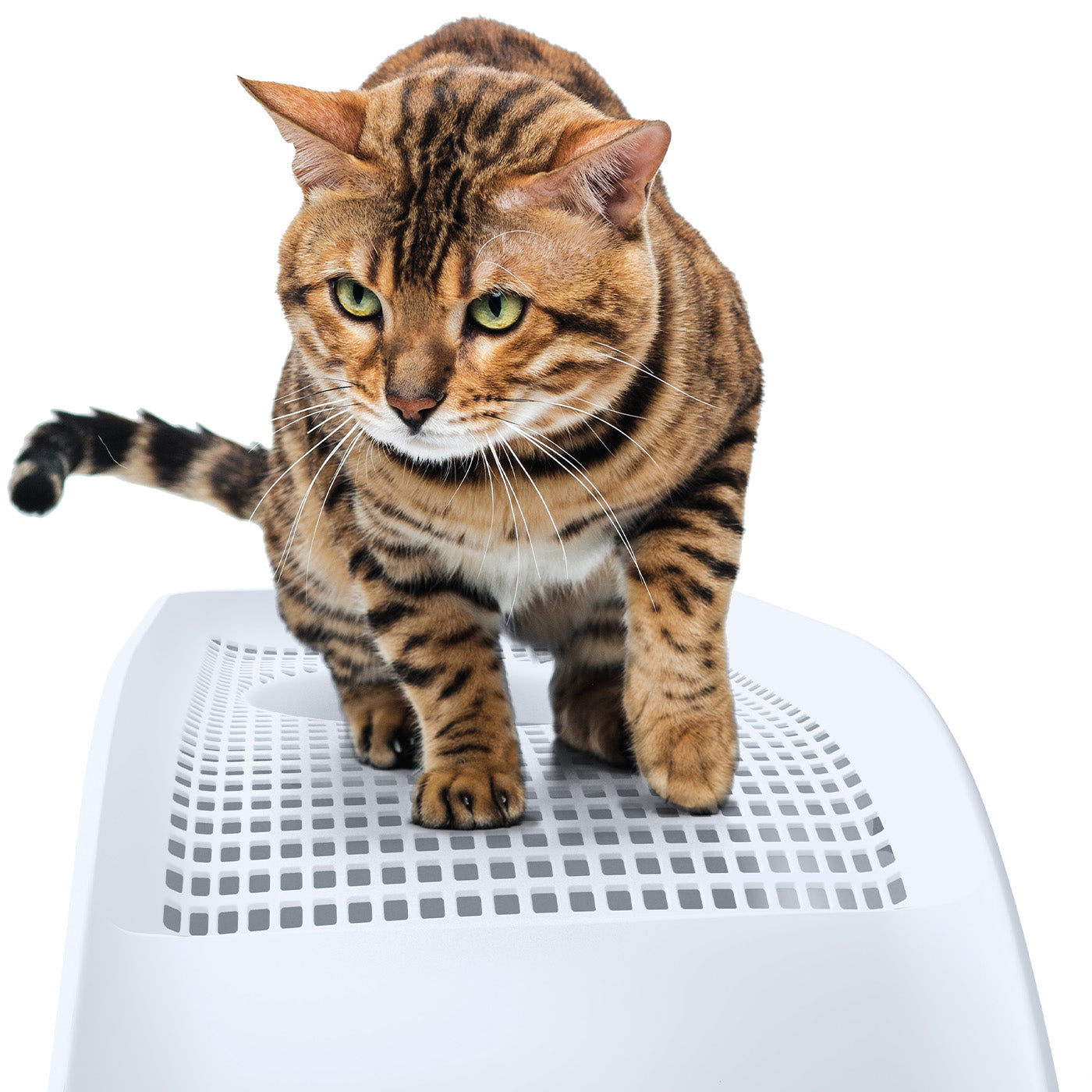 IMAC Frida Top Entry Litter Box Blue