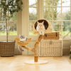 Back to Nature The Duo Cat Scratch Tree