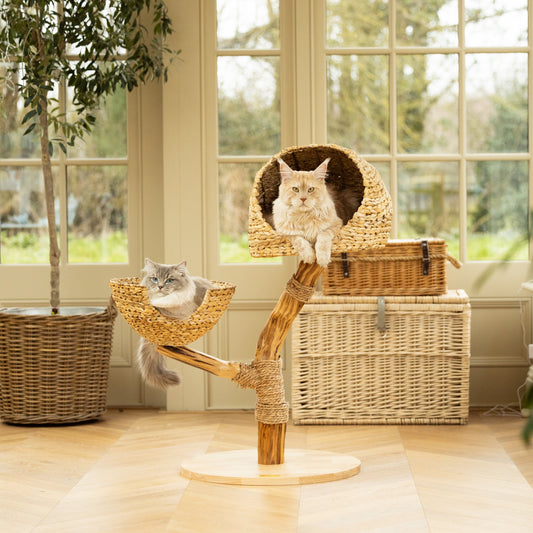 Back to Nature The Duo Cat Scratch Tree