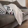 Dog & Puppy Blanket in Herringbone Tweed by Lords & Labradors