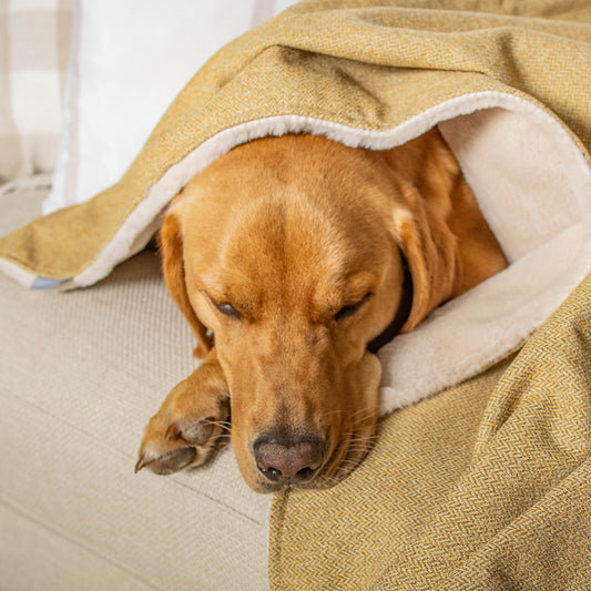 Dog & Puppy Blanket in Honeysuckle Orkney Tweed by Lords & Labradors