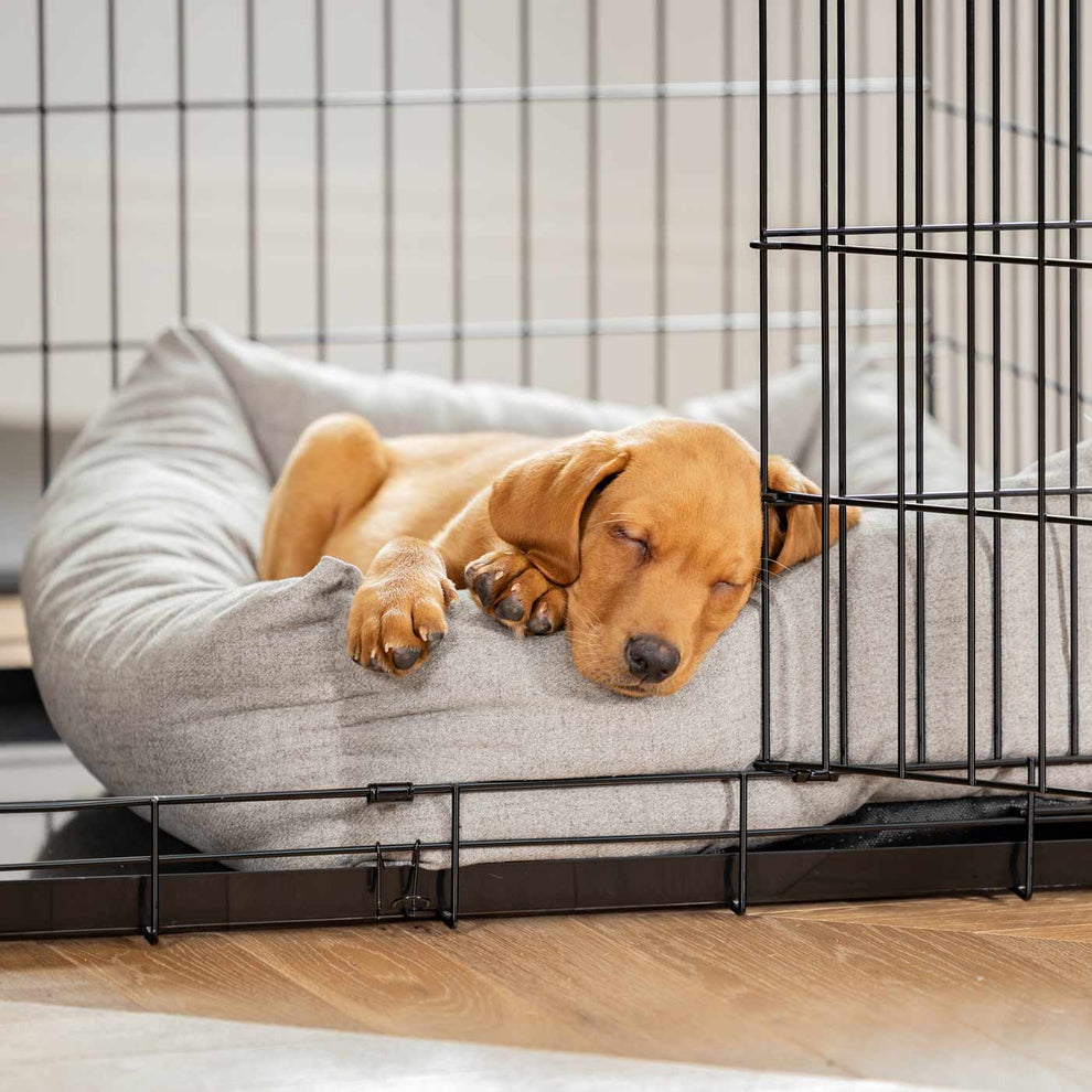 pet boarding đà nẵng