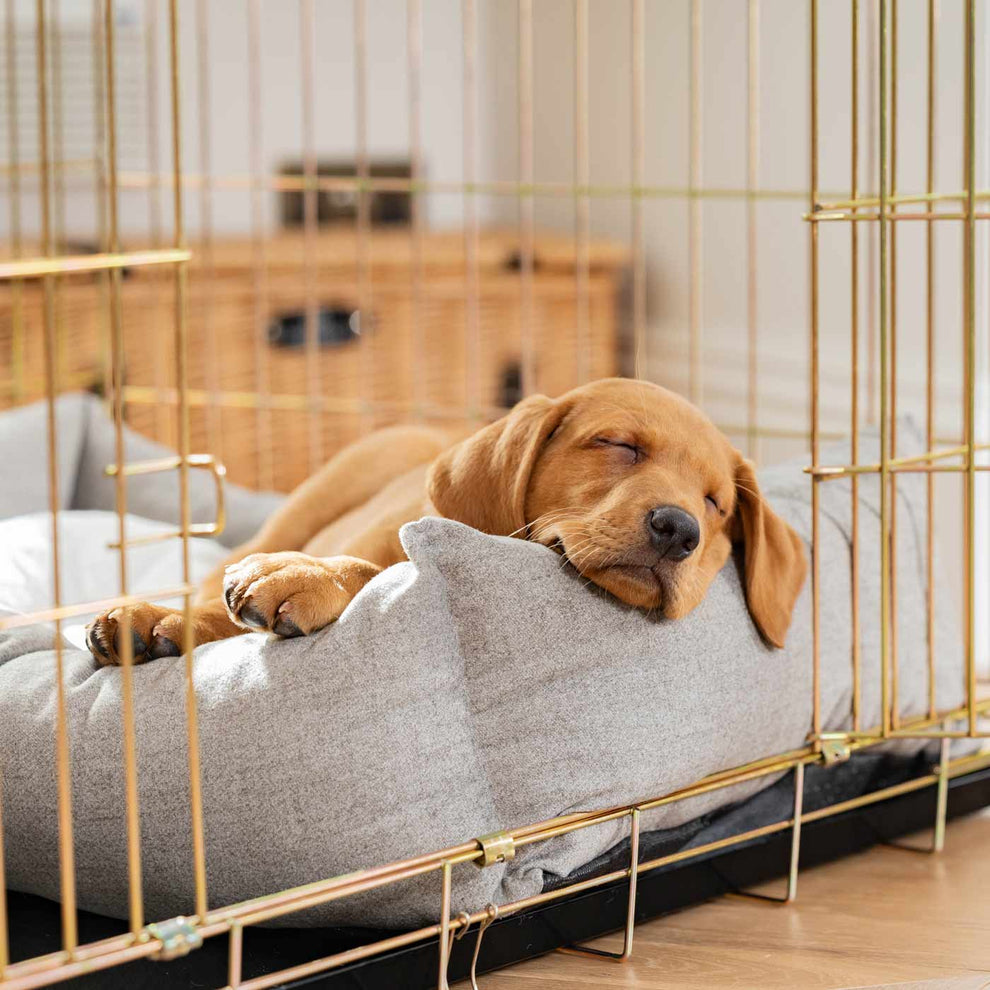 lưu ý khi gửi cún lần đầu