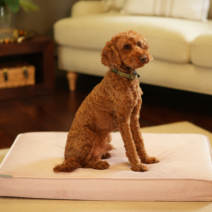 Dog Cushion in Blossom Velvet by Lords & Labradors