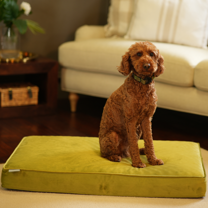 Dog Cushion in Olive Velvet by Lords & Labradors