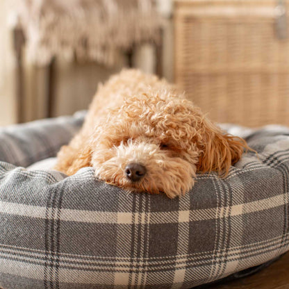 Goldendoodle Plush Crate Barrel Dog Bed Snuggle Puppy ™ Dog Toy