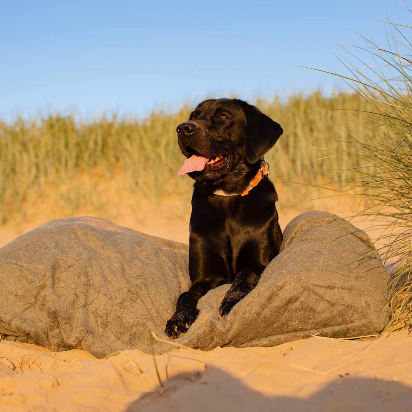 Introducing the ultimate bamboo dog drying cushion cover in beautiful fir green, made from luxurious bamboo to aid sensitive skin featuring elasticated hem for a snug fit with super absorbent material for easy pet drying! Available now at Lords & Labradors In three sizes and four colours to suit all breeds!    