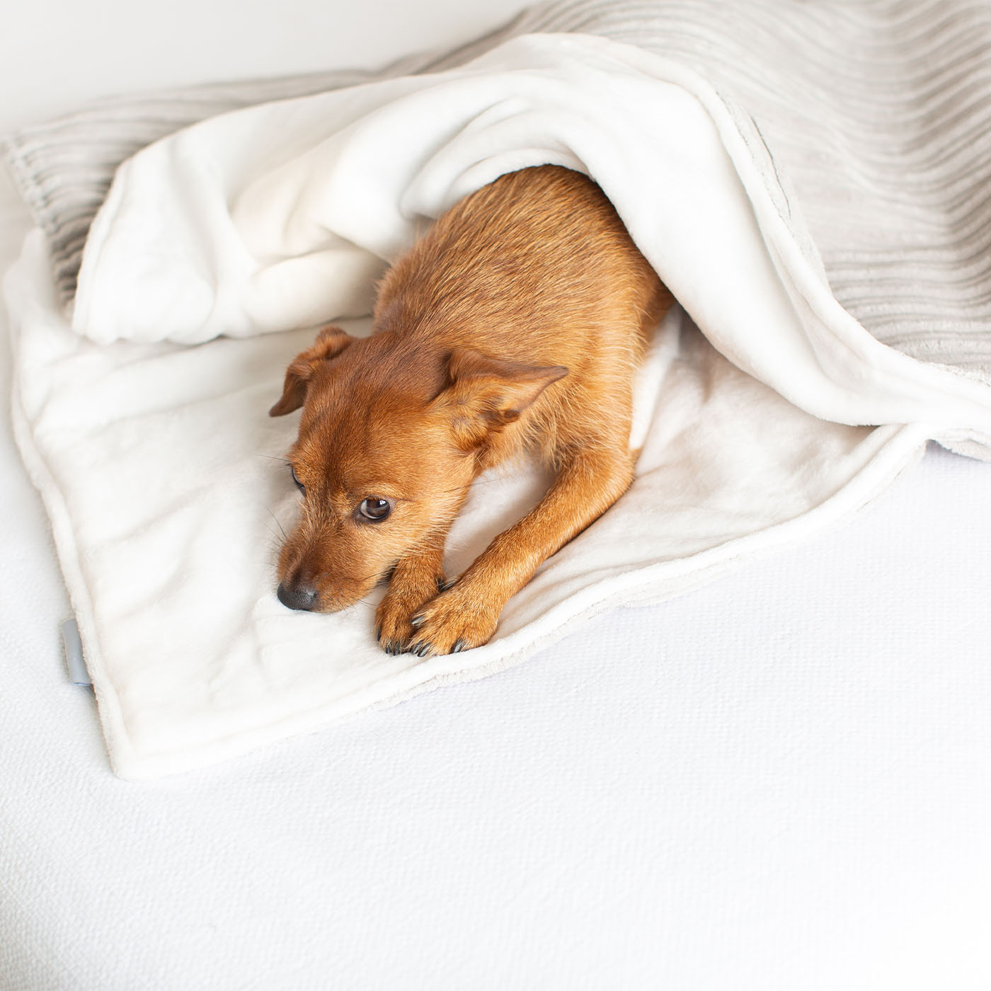Discover Our Luxurious Light Grey Essentials Plush Dog Blanket With Super Soft Sherpa & Teddy Fleece, The Perfect Blanket For Puppies, Available To Personalise And In 2 Sizes Here at Lords & Labradors