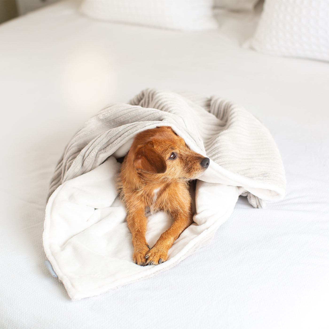 Dog & Puppy Light Grey Essentials Plush Blanket By Lords & Labradors