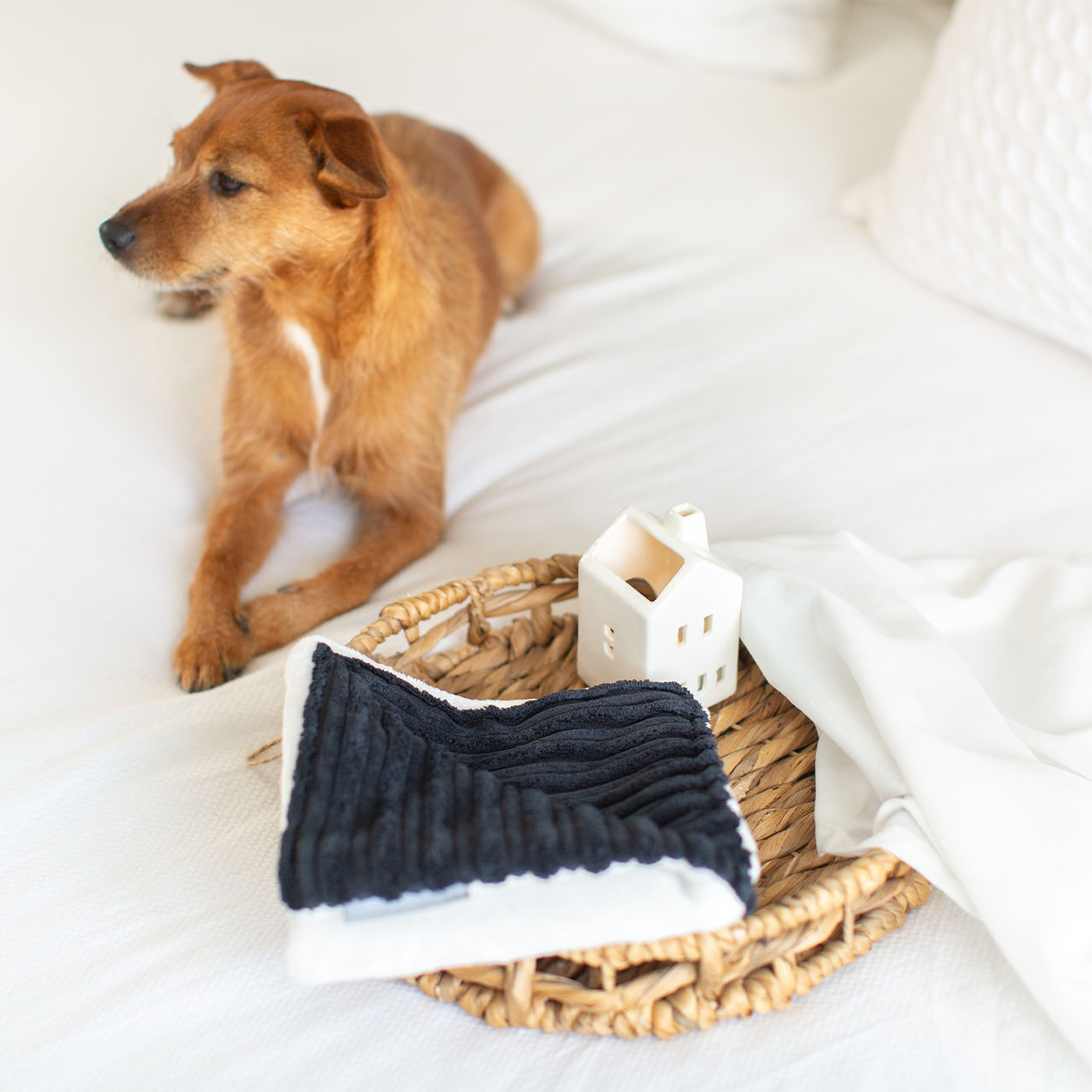 Discover our Puppy Scent Blanket in Navy Essentials Plush. Perfect to help settle in a new puppy. Give to puppy whilst they are with mum to bring the scent of mum with them, this is great to help relax your puppy Smooths the ‘moving home’ process. Made from plush ribbed fabric and super soft sherpa/faux fur. now available at Lords and Labradors