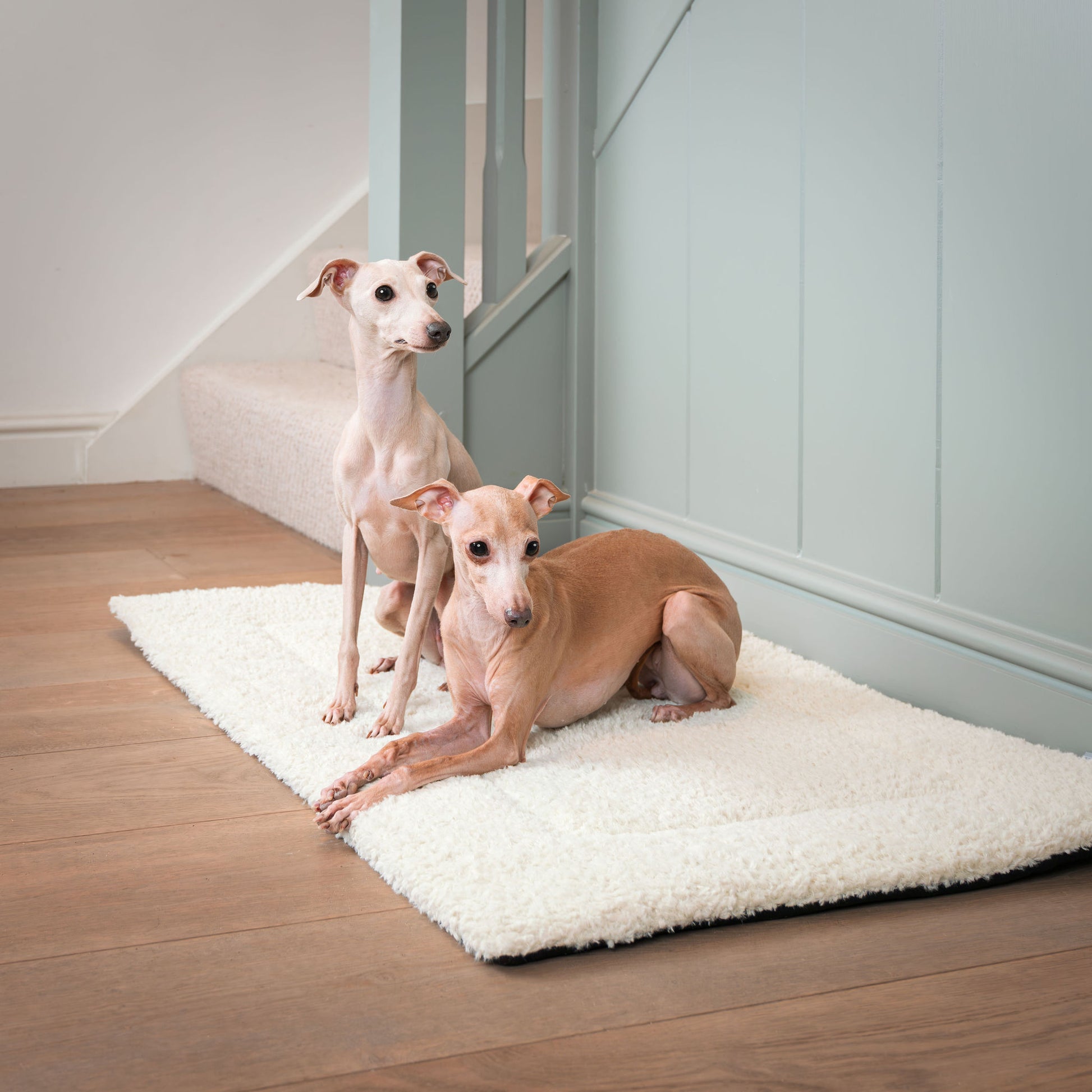 Present your furry friend with the perfect pet mattress featuring thick padding for the ultimate comfort! The luxury hottie mat is ideal for pet travel, available now at Lords & Labradors    