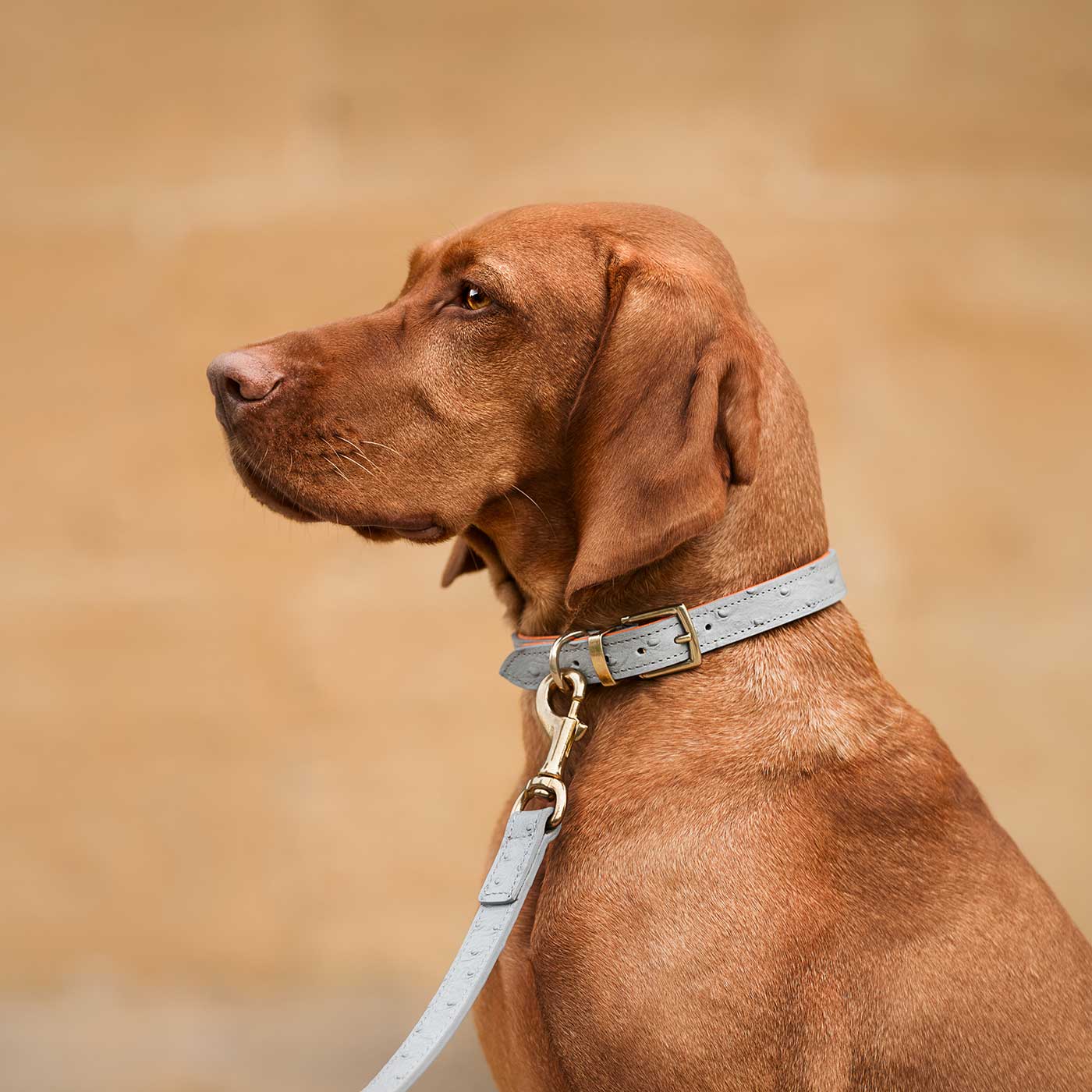 Lords & Labradors Ostrich Leather Dog Collar - Grey | Dog Walking Accessories
