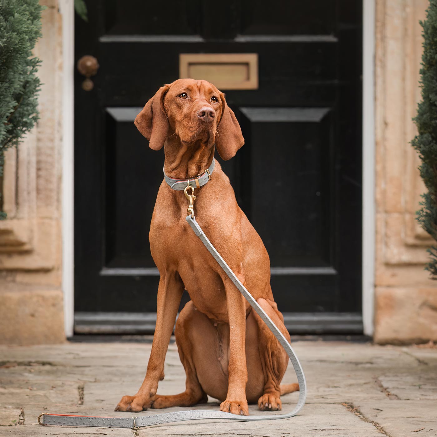 Discover dog walking luxury with our handcrafted Italian real leather, embossed with an Ostrich inspired print for the ultimate luxurious look, Dog Collar in Grey & Orange! The perfect Collar for dogs available now at Lords & Labradors