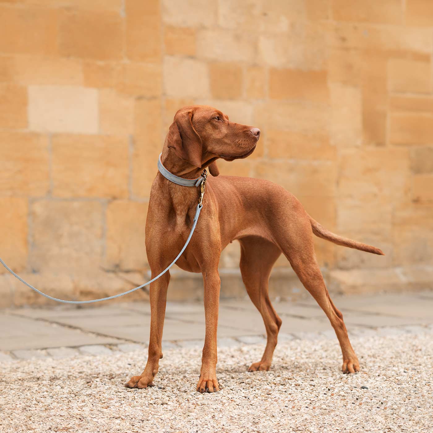 Discover dog walking luxury with our handcrafted Italian real leather, embossed with an Ostrich inspired print for the ultimate luxurious look, Dog Collar in Grey & Orange! The perfect Collar for dogs available now at Lords & Labradors
