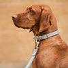Ostrich Leather Dog Collar in Grey & Orange by Lords & Labradors