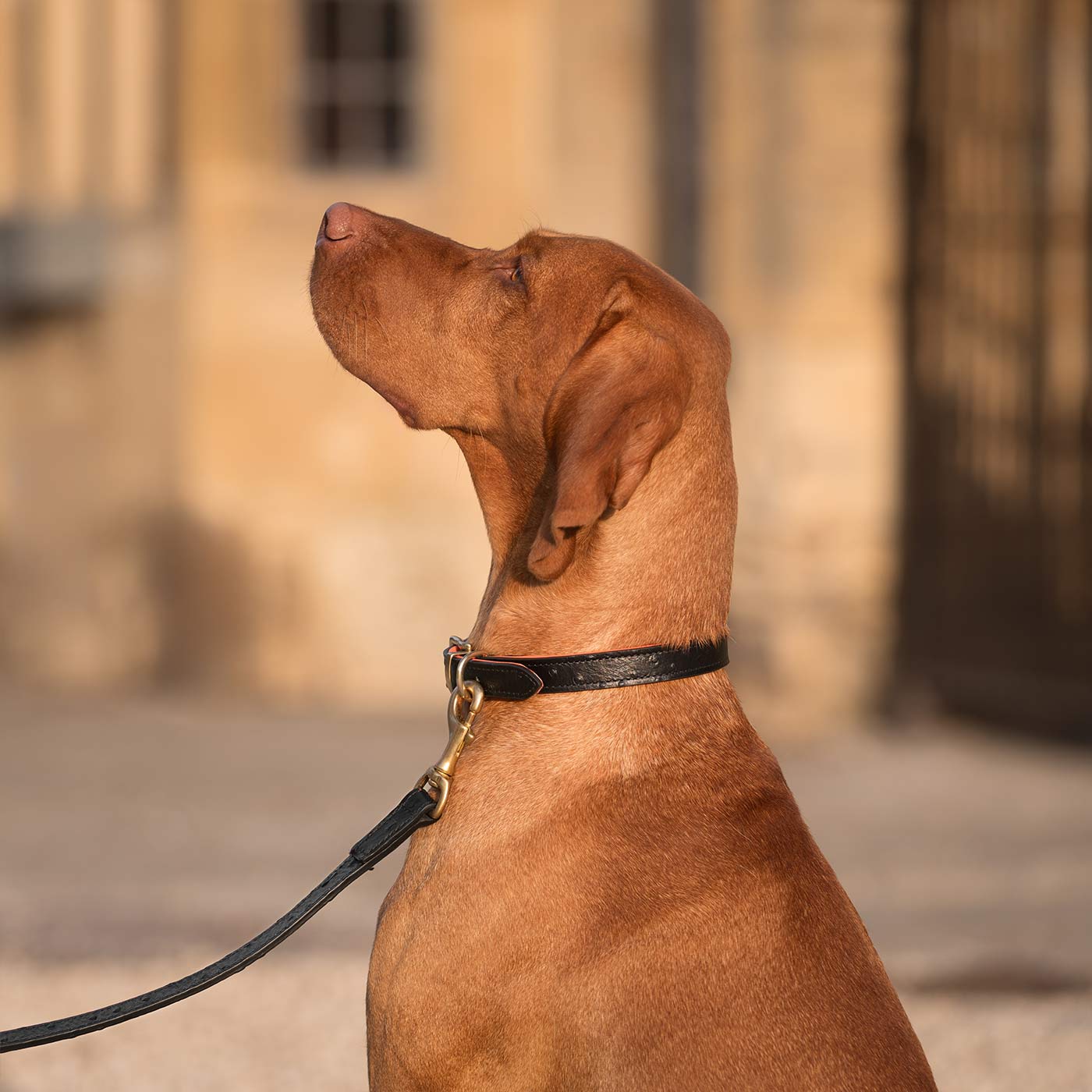 Discover dog walking luxury with our handcrafted Italian Ostrich leather dog Lead in Black & Orange! The perfect Lead for dogs available now at Lords & Labradors
