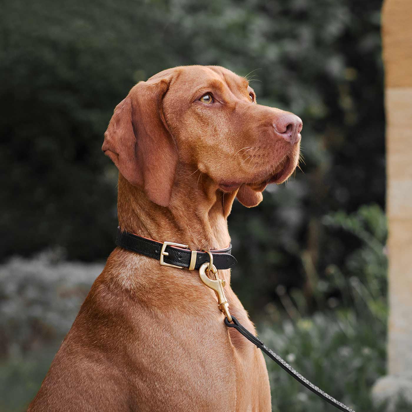 Discover dog walking luxury with our handcrafted Italian Ostrich leather dog Lead in Black & Orange! The perfect Lead for dogs available now at Lords & Labradors