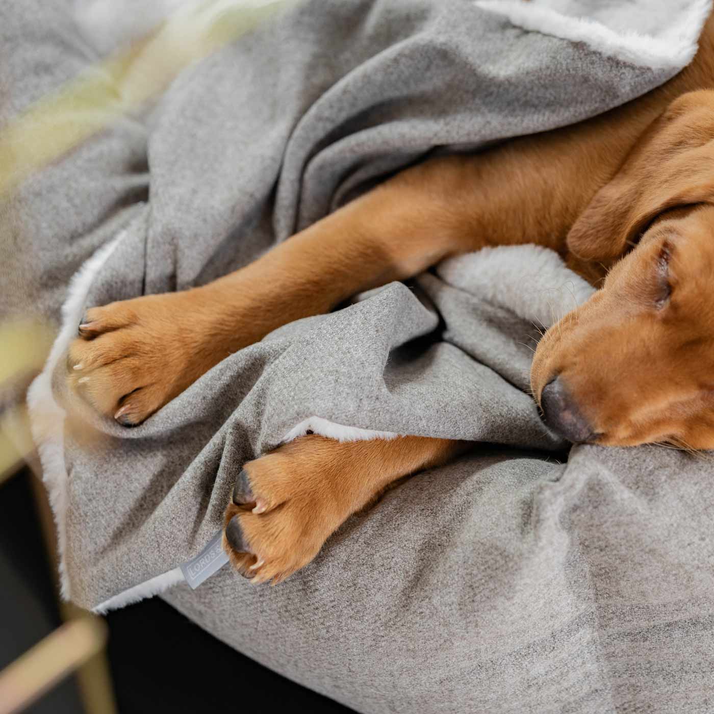 Discover The Perfect Scented Blanket For Puppies! Help Your New Furry Friend Settle Into Their New Home With Our Inchmurrin Scented Puppy Blanket In Stunning Dark Grey Ground! Available Now at Lords & Labradors 