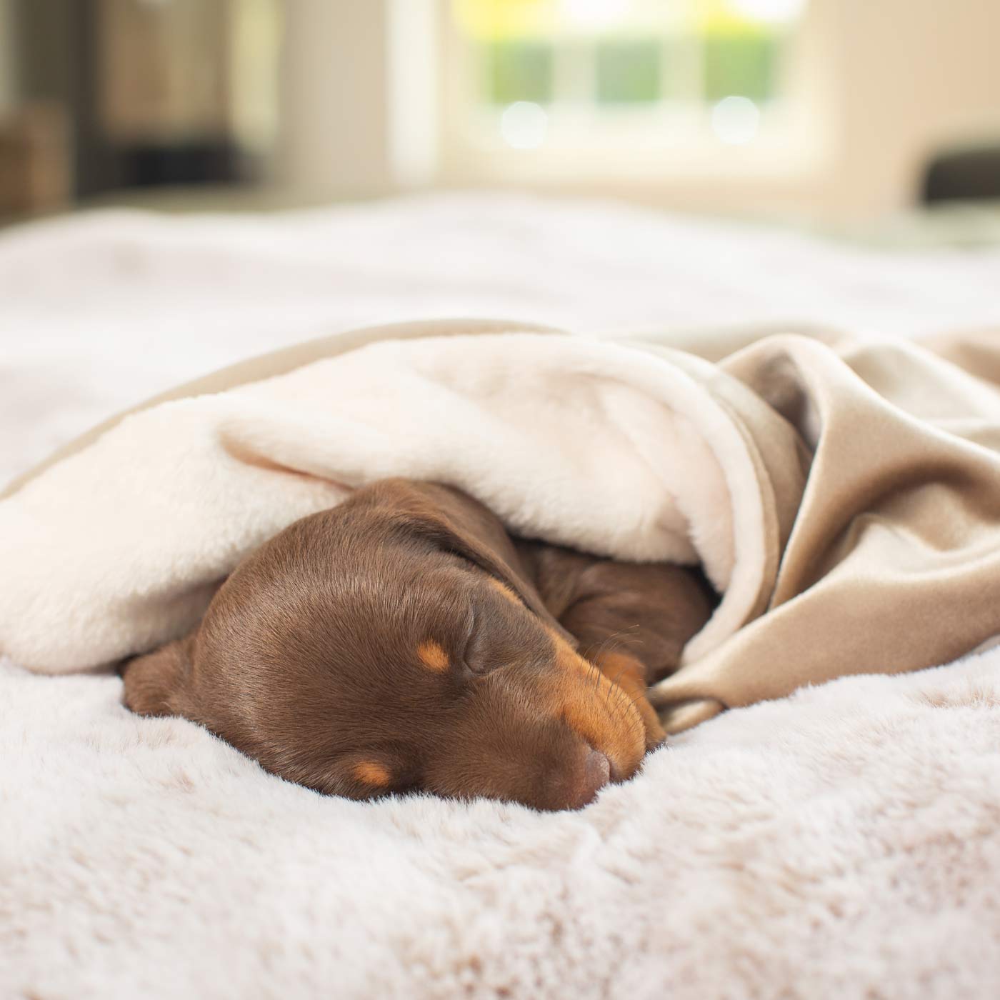 Luxury Velvet Pet Blanket, In Stunning Mushroom Velvet. The Perfect Blanket For Dogs, Available at Lords & Labradors