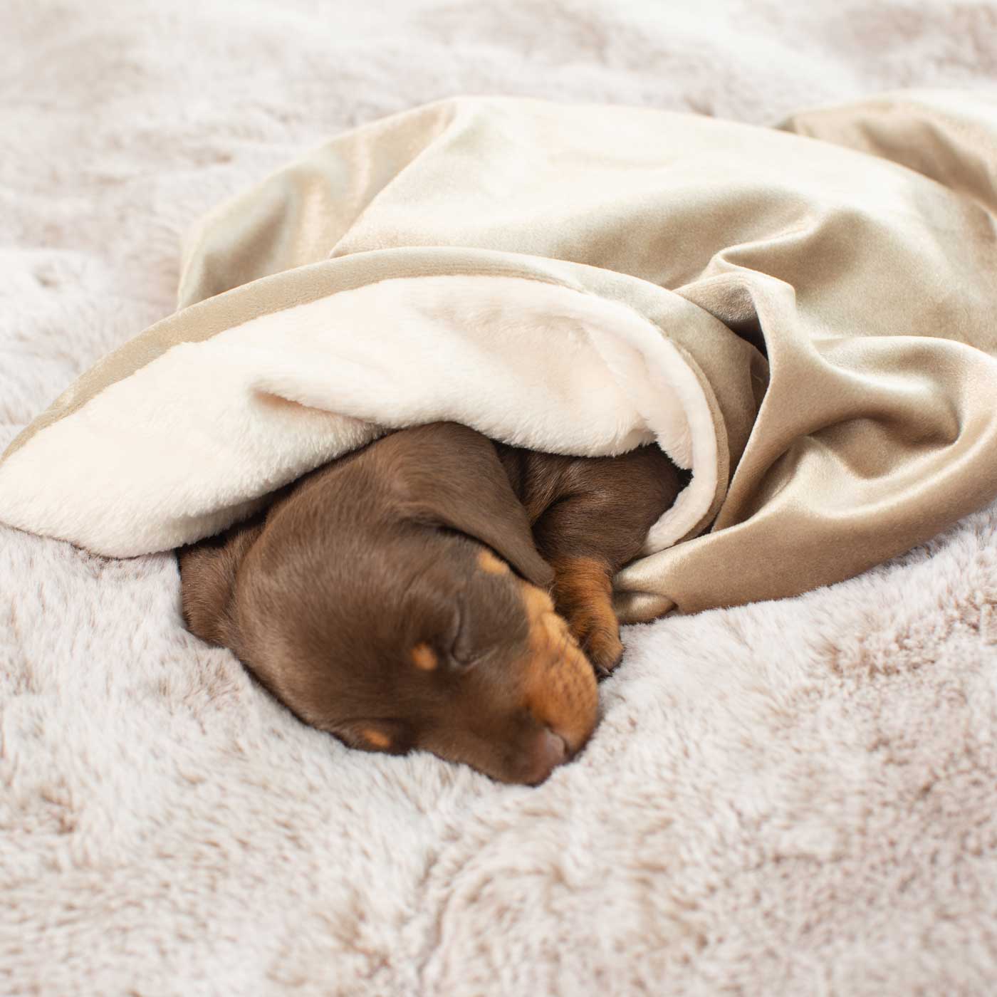 Puppy Scent Blanket in Velvet and Sherpa Fleece