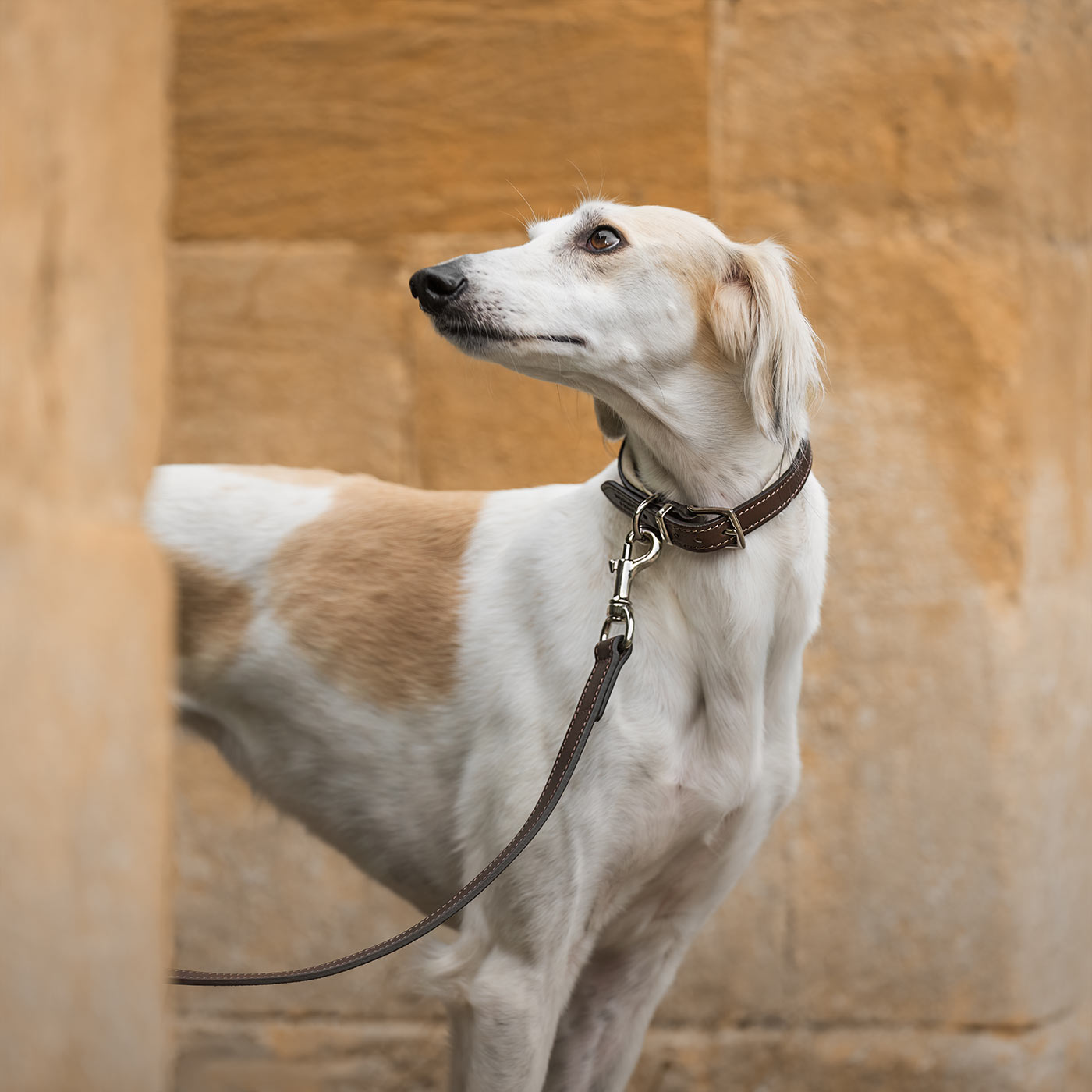 Discover dog walking luxury with our handcrafted Italian padded leather dog Lead in Brown & Cream! The perfect Lead for dogs available now at Lords & Labradors 