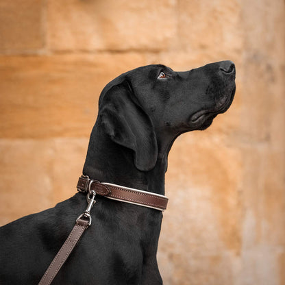 Discover dog walking luxury with our handcrafted Italian padded leather dog collar in Brown & Cream! The perfect collar for dogs available now at Lords & Labradors 