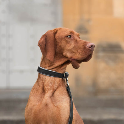 Lords & Labradors Italian Padded Leather Dog Collar - Black & Grey