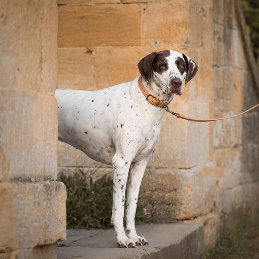 Discover dog walking luxury with our handcrafted Italian padded leather dog collar in Tan & Cream! The perfect collar for dogs available now at Lords & Labradors 