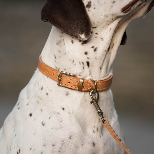 Lords & Labradors Italian Padded Leather Dog Collar - Tan & Cream