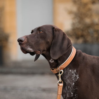 Discover dog walking luxury with our handcrafted Italian padded leather dog collar in Tan & Cream! The perfect collar for dogs available now at Lords & Labradors 