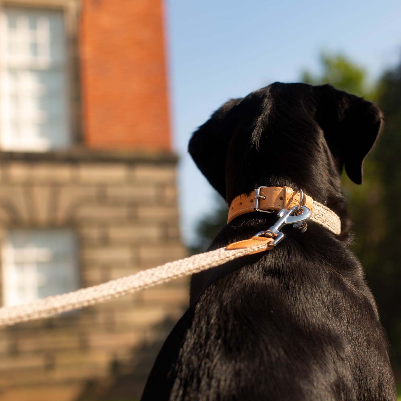 Essentials Herdwick Dog Collar Pebble | Dog Walking Accessories | Lords ...