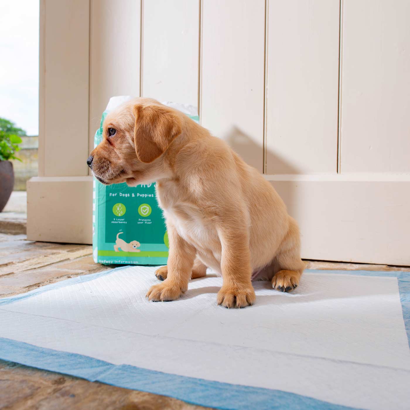 Discover Puppy Training Pads, 50 pads per pack. Featuring Super absorbent with 5 layers absorbency, and Makes house training easy and protects floors. Reducing smelly odours, Perfect for training puppies, travelling, ill or confined dogs. now available at Lords and Labradors