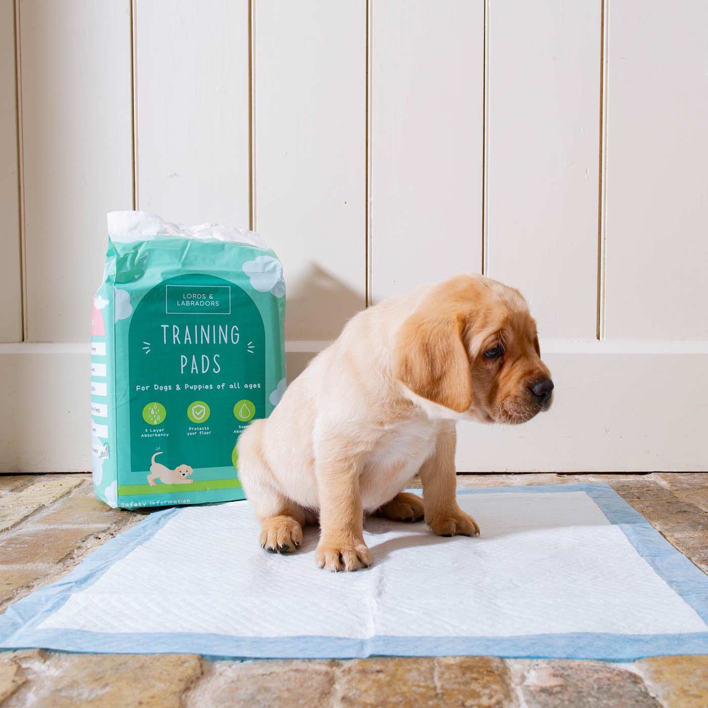 Discover Puppy Training Pads, 50 pads per pack. Featuring Super absorbent with 5 layers absorbency, and Makes house training easy and protects floors. Reducing smelly odours, Perfect for training puppies, travelling, ill or confined dogs. now available at Lords and Labradors
