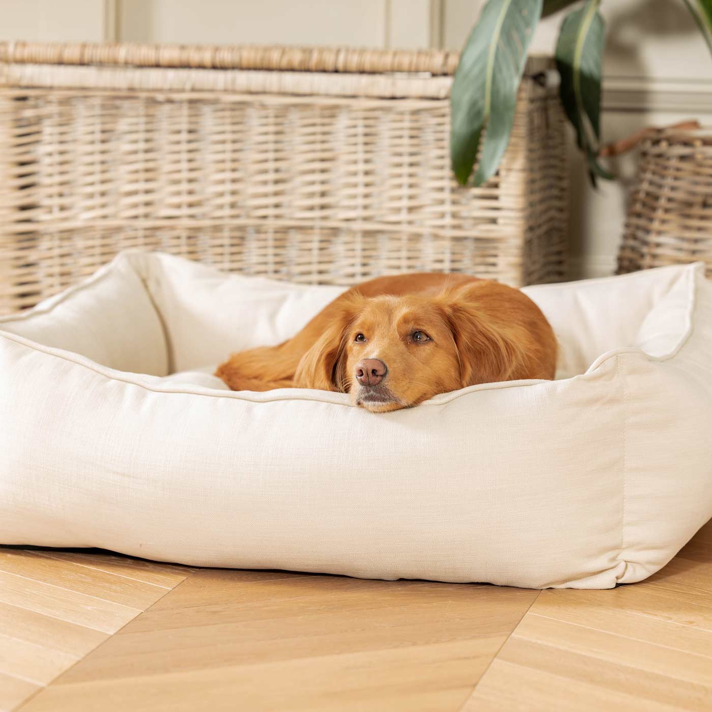 Savanna Bone Box Bed For Dogs