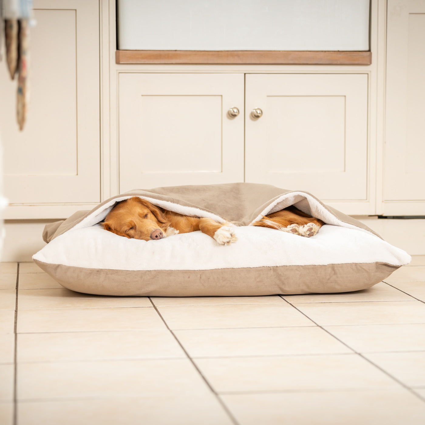 Cockapoo Beds, Collars, and Accessories | Lords & Labradors
