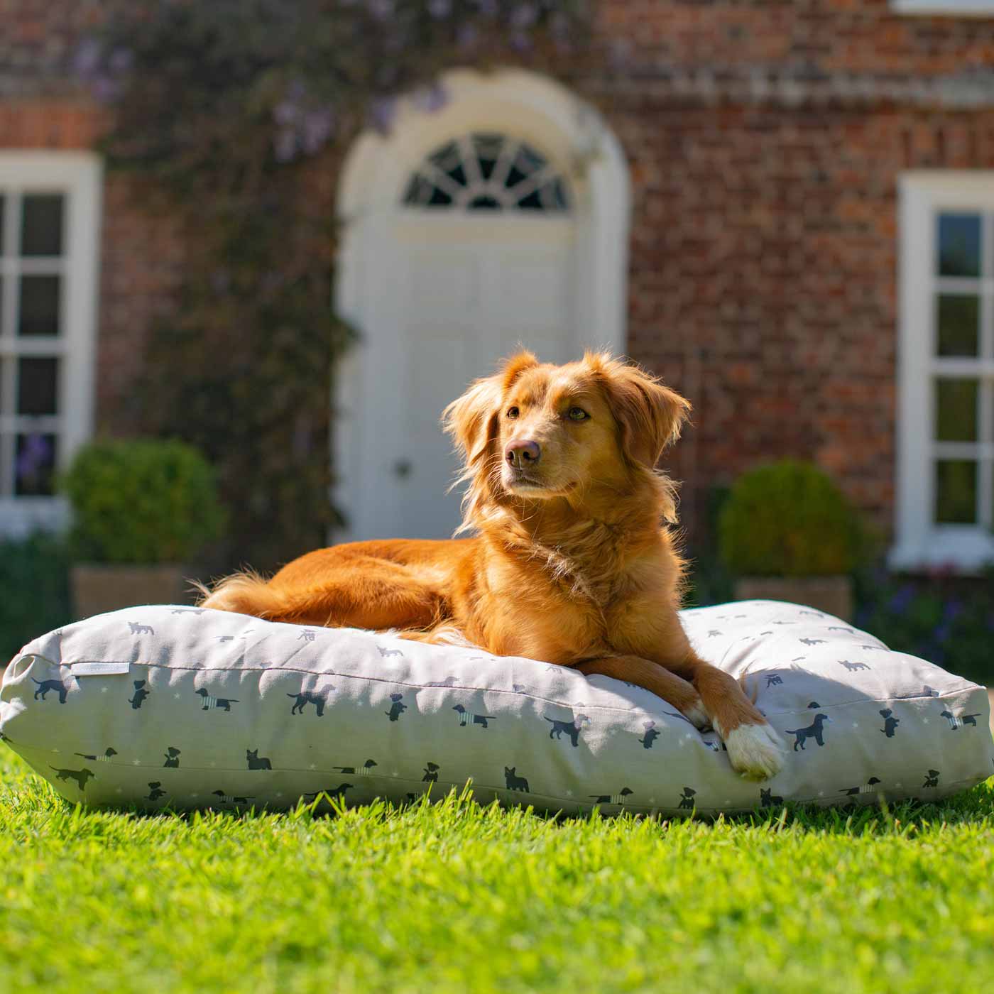 Luxury Sleepeeze Dog Cushion in Cosmopolitan Dog, The Perfect Pet Bed Time Accessory! Available Now at Lords & Labradors