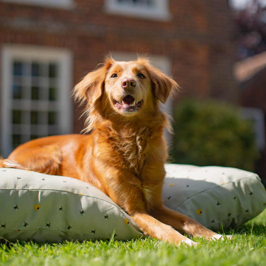 Sleepeze Dog Cushion in Honey Bee by Lords & Labradors