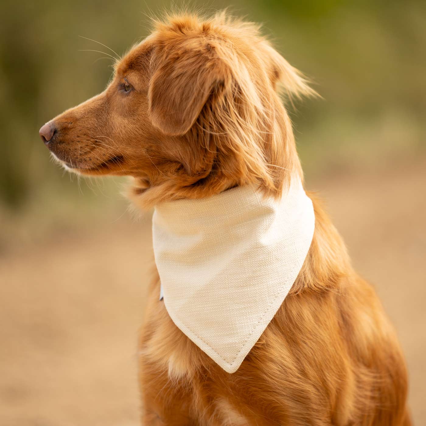 Discover The Perfect Luxury Pet Bandana, in Stunning Savanna Bone! Available To Personalise Now at Lords & Labradors