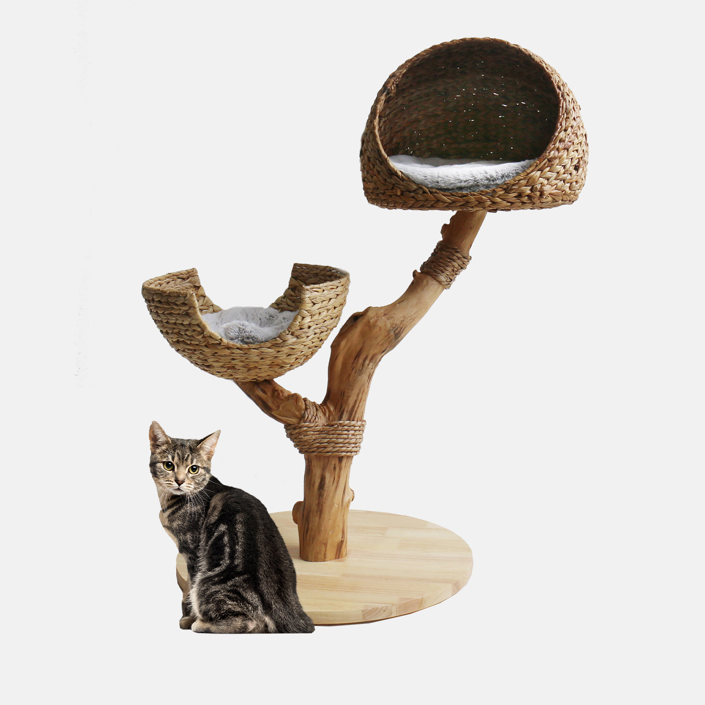 Discover our Luxury Back to Nature The Duo Scratch Post. Features Duo Bed for lounging and multiple cats, Thick Natural Wood Perfect For Scratching And Burrow! Available Now at Lords & Labradors