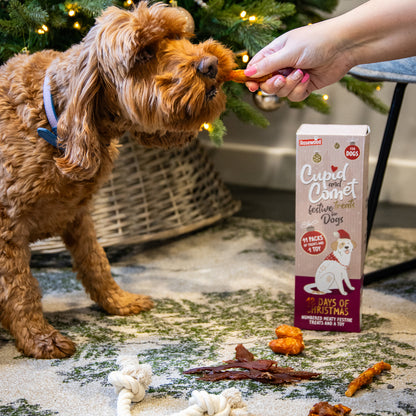 Luxury 12 Days Of Christmas Box For Dogs