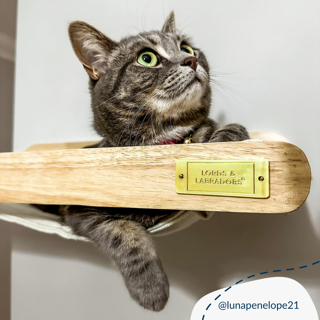Discover our Luxurious and Stylish Malmo Hammock Wall Climber. The Features Gives the Cat a Perfect Lounge Spot in their own space and Great to combine with other Malmo wall Mounts. The Simplistic Design Allows it to Blend into Any Home. Perfect for Kittens and Cats under 15kg. Now Available at Lords & Labradors