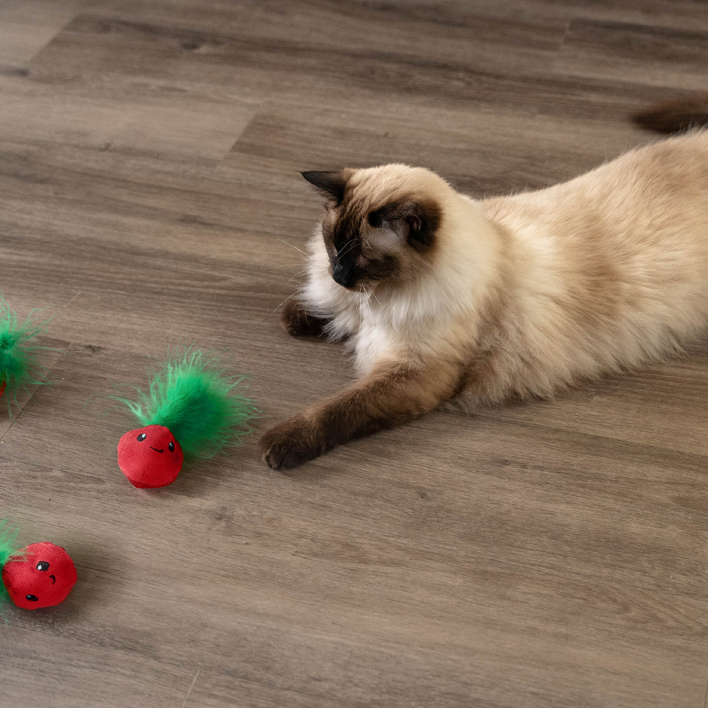 Cat Toys