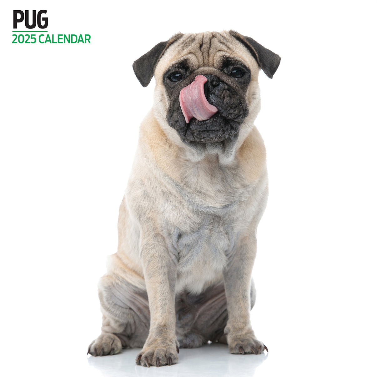 Pug 2025 Modern Calendar Gifting Lords & Labradors